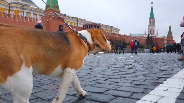 Москва. Красная площадь ( Red square ). Быстрая прогулка. смотреть онлайн