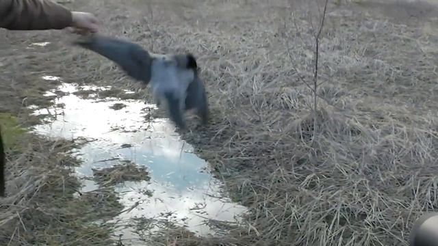 Crow Hunting. Кроухантинг. Взяли дичь с расстояния 100 метров.