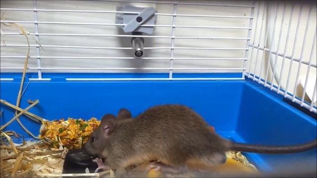 Черная крыса и интересные факты о ней