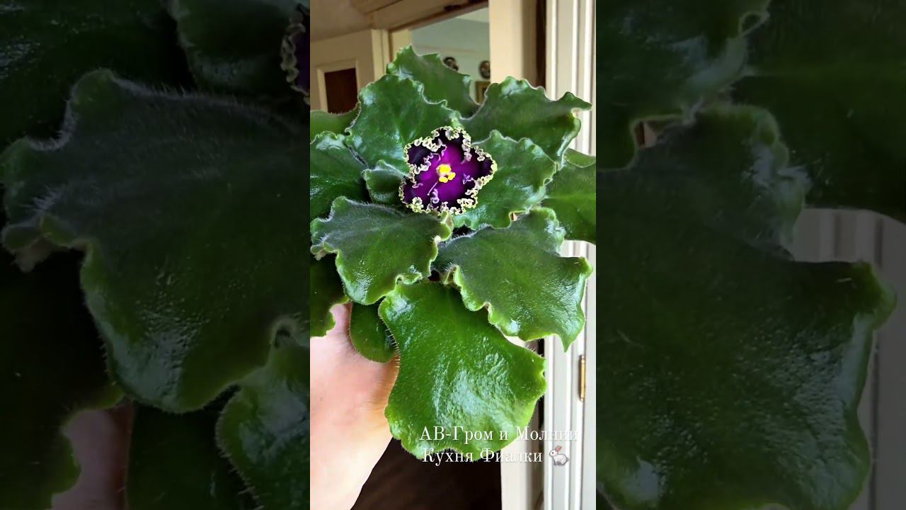 АВ-Гром и Молнии восхитительный сорт нашей коллекции. смотреть онлайн