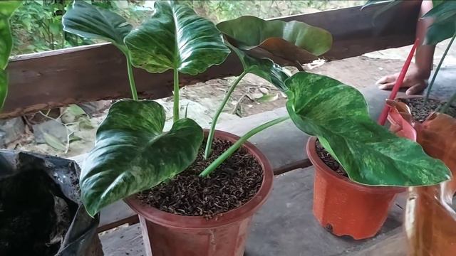 Finally! Nakabili Narin Ng Variegated Sensation & Philodendron Angela, Mura Lang Sa Presyo Ngayon смотреть онлайн