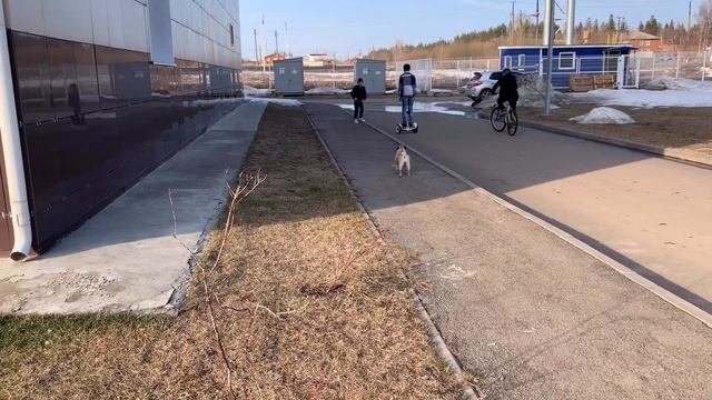 Прогулка с мопсом, весна, снег почти растаял , катаюсь на гироскутере смотреть онлайн
