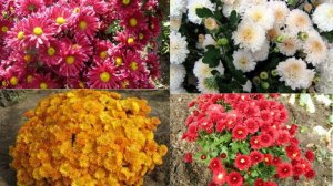 Хризантема в Саду! Посадка. Уход. Подготовка к цветению!