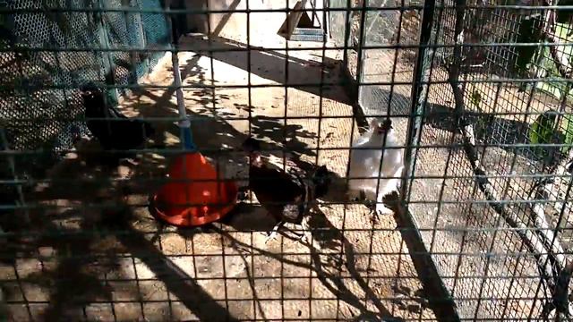 Джип поездка и зоопарк(8) смотреть онлайн