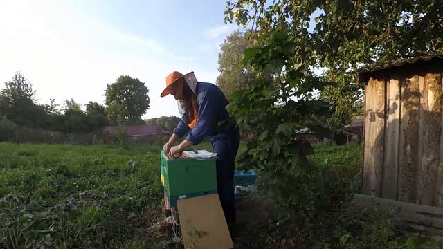 Пересаживаю отводки в отдельные ульи смотреть онлайн