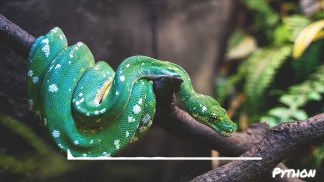 Southside x MetroBoomin Type Beat - "Python" смотреть онлайн
