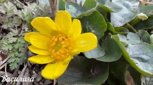 26 марта Никифоров День. Что нельзя делать 26 марта. Народные традиции и приметы и суеверия