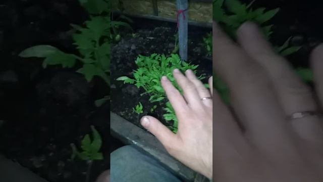 Жёлтый помидор - хурма из магазина. Рассада часть 2. Эксперименты дяди Вити 06.06.2023 смотреть онлайн