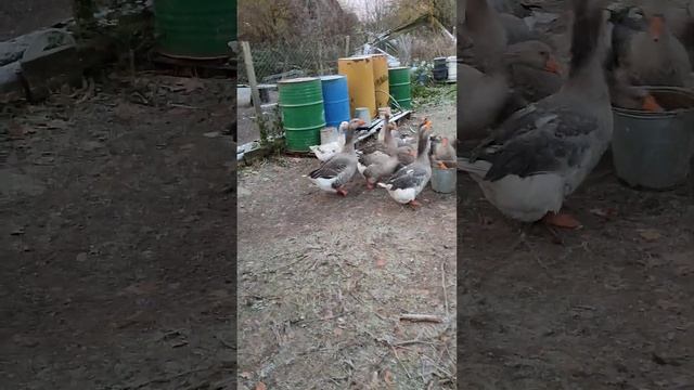 Гуси ? говорят вам, доброе осеннее утро из деревни ? ? Пора умываться и обливаться водой ?