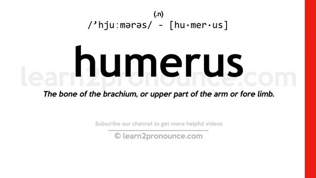 Pronunciation of Humerus | Definition of Humerus смотреть онлайн