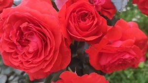 Роза Салита-настоящее немецкое качество ???