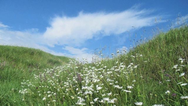 795. 🎼 Ольга Воронец - «Ромашки спрятались» смотреть онлайн