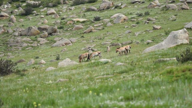Przewalski's Horses with Albino White Foal Horse in The Mountains of Mongolia | 4K | Mongolian Musi смотреть онлайн