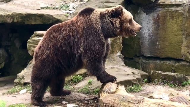 Размещая в вольерах пни и брёвна, насыпая кору и песок, натягивая канаты и высаживая растения, мы.. смотреть онлайн