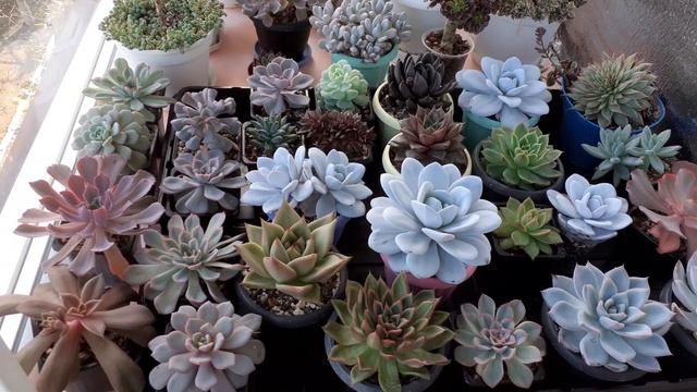 Обзор суккулентов и кактусов на балконе 15 октября 2021г. смотреть онлайн