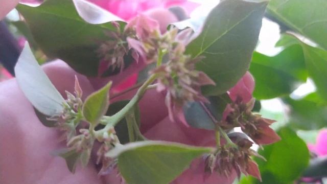 Бугенвиллии махровые - бутонимся! смотреть онлайн