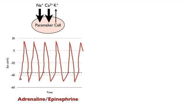 How Adrenaline and Acetylcholine Affect Heart Rate смотреть онлайн