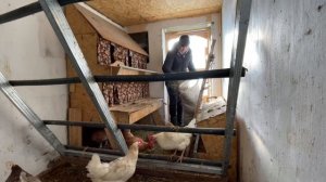 Условия содержания кур несушек при котором куры несутся даже зимой