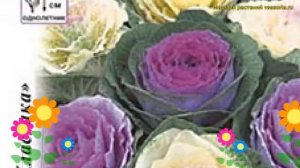 Капуста декоративная. Краткий обзор, описание характеристик brassica oleracea Санрайз срезочная