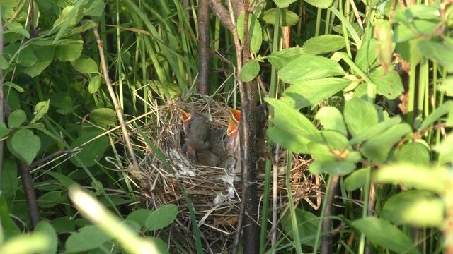 Славка серая 160616 8 у Марковых 0624 Pa770 кормежка, и звук затвора фотоаппарата 2