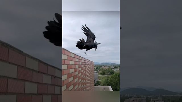 Ворон-дакаряка петушару раскорякал.mp4 смотреть онлайн