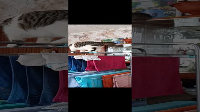 Идеальный Кот помошник : верный друг и надёжный помошник во всём😂😂😂 смотреть онлайн