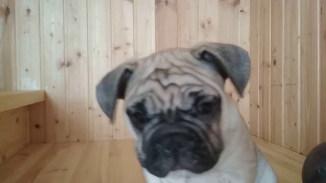 Щенок французского бульдога. Кобель смотреть онлайн
