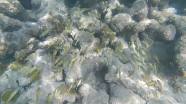 Akumal, Mexico Snorkeling: Coral, Fish, Manta Ray смотреть онлайн