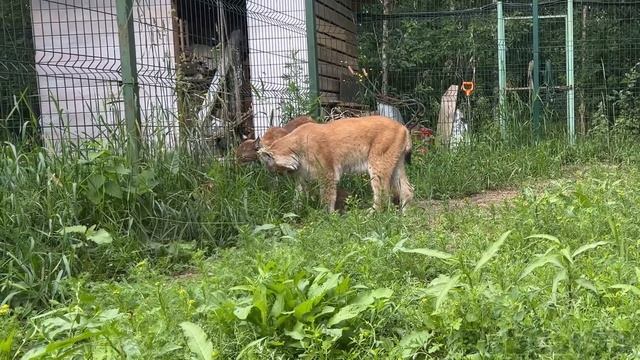 КОТЕНОК РЫСИ начал нападать на своего брата / Рысенок ищет молоко в гостях смотреть онлайн
