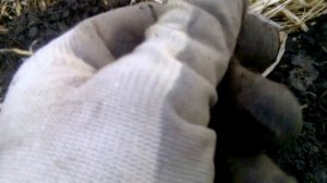 Поиск с металлоискателем в Омской области. Более 130 медных монет и царское серебро.