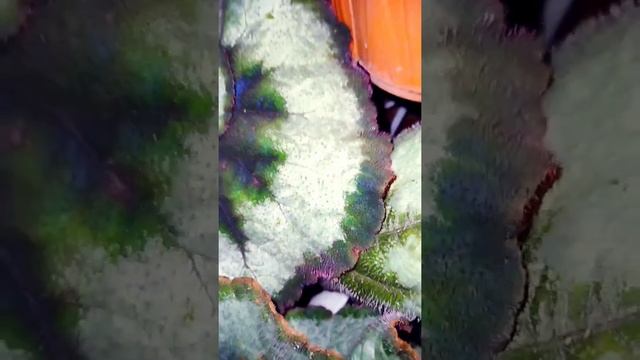 begonia escargot, begonia siput canttik yang sedang berbunga смотреть онлайн