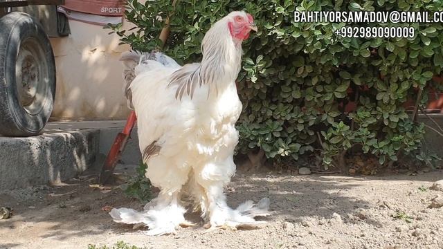 Брама бело голубая смотреть онлайн