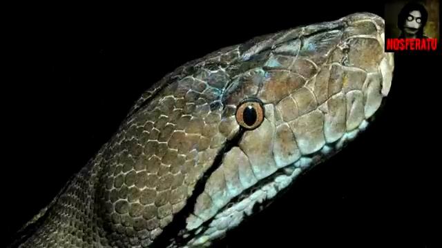 Истории на ночь - Домашняя змея смотреть онлайн