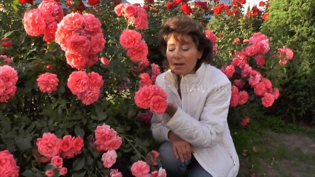 Цветение розы Rosarium Uetersen. Питомник Роз Иващенко Елены. смотреть онлайн