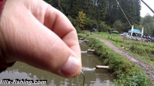 Форель на Цикаду и другие приманки