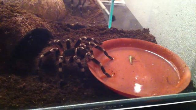 Паук Саша не дает кобылке утонуть в поилке ) смотреть онлайн