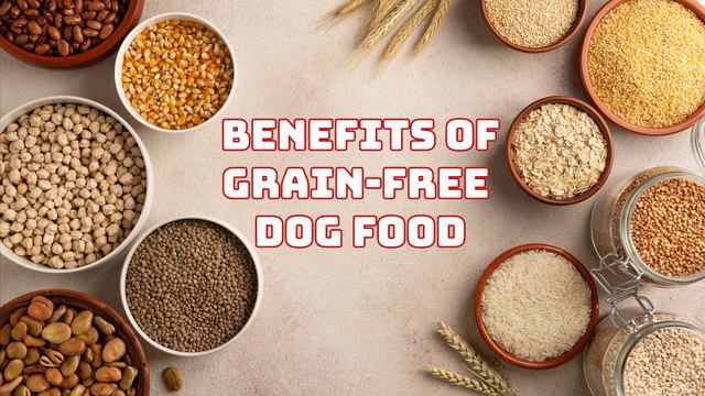 Podcast 46: Grain or grain-free dog food – What to feed your dog смотреть онлайн