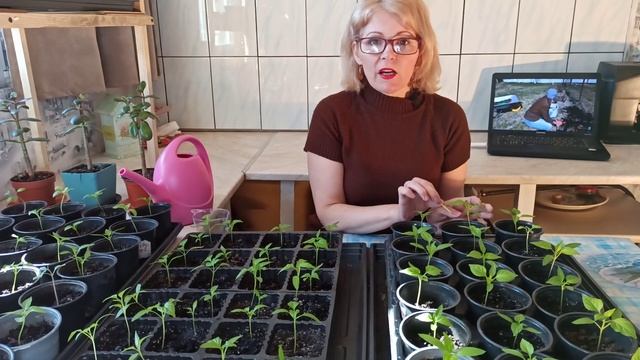 Как подкормить рассаду перца и баклажан смотреть онлайн