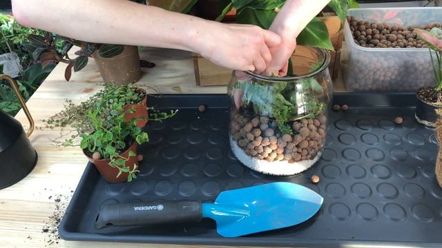 Флорариум в банке своими руками. Пошаговая инструкция смотреть онлайн