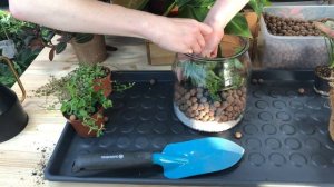 Флорариум в банке своими руками. Пошаговая инструкция