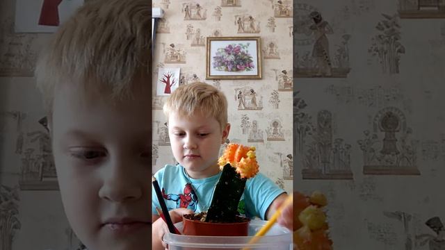 Декор чаша с камнями с камушками кактус смотреть онлайн