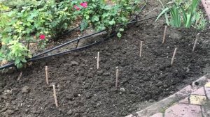 Гиацинты. Посадка в ящиках осенью в открытый грунт