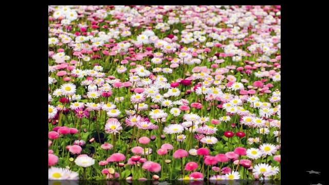 С днем 8 Марта ! Прекрасное поздравление дочери. Видео открытка для доченьки . смотреть онлайн