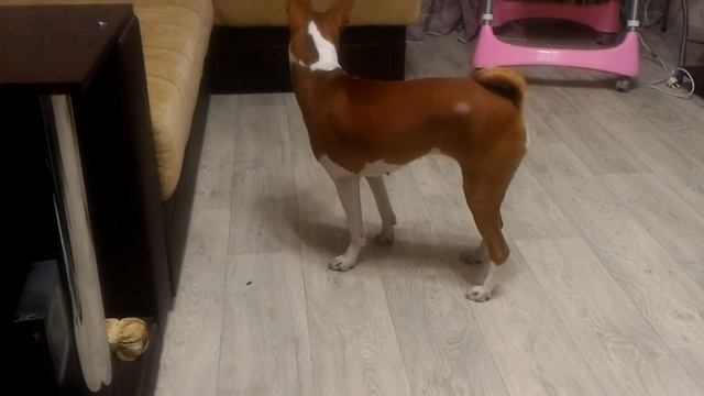 Басенджи против жука!