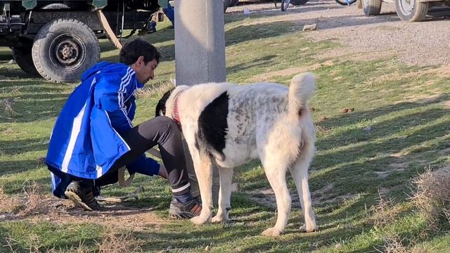 Кизиларват обзор Туркменских собак! Туркменский Волкодав - Central Asian Dog Alabai смотреть онлайн