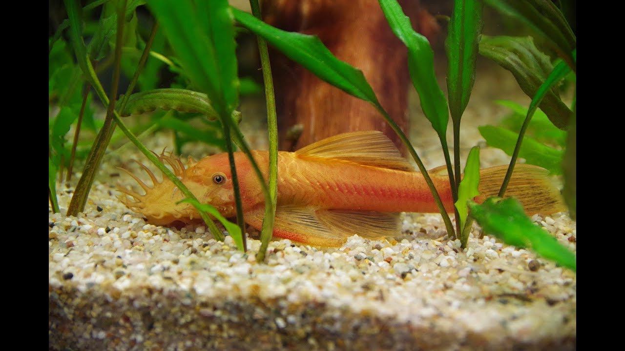 Спят ли рыбы? смотреть онлайн