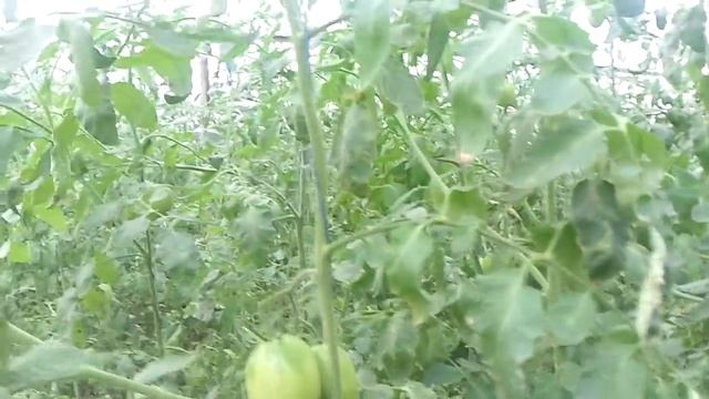 Помидоры де барао 10 ноября смотреть онлайн