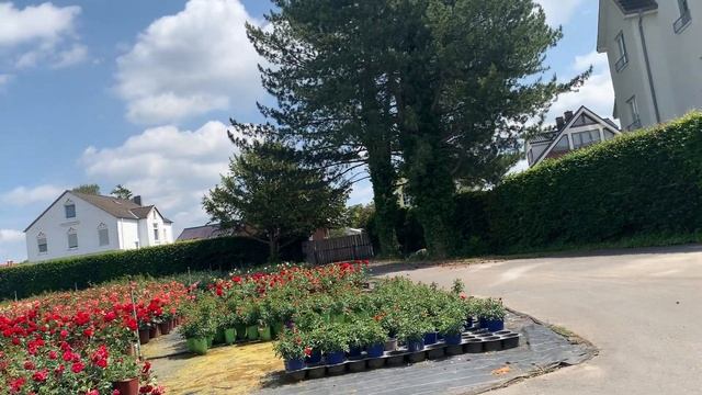 Съемки из Германии. Тантау. Лучшие немецкие роза смотреть онлайн