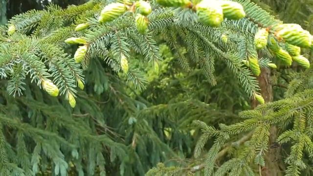 Picea mariana 'Aurea' smrk černý смотреть онлайн