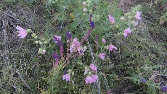 Сады с цветами это просторы для пчёл. База для пчёл - чудесный аромат! смотреть онлайн